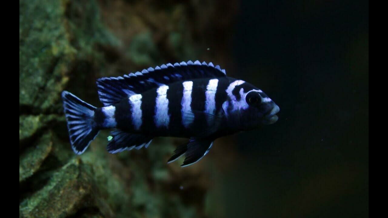 Imagem do Demasoni Pombo